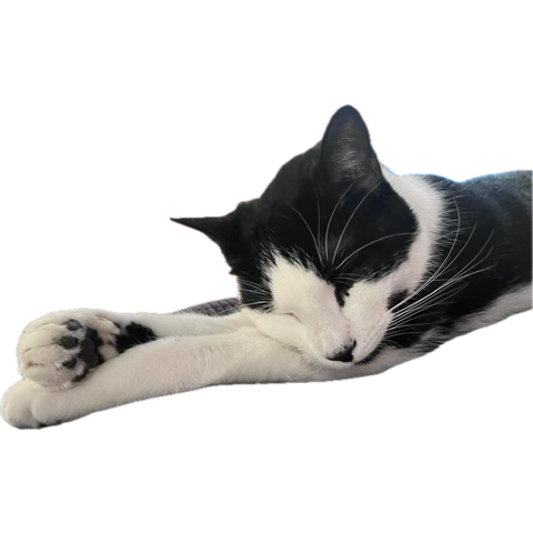 Remy sleeping peacefully
