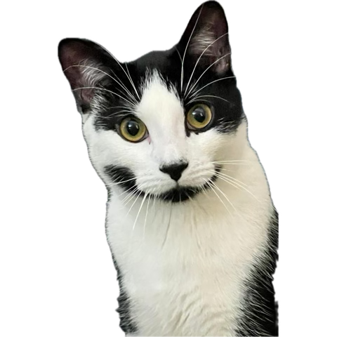 Remy, a black-and-white tuxedo cat