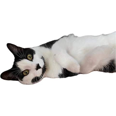 Remy lounging on his back